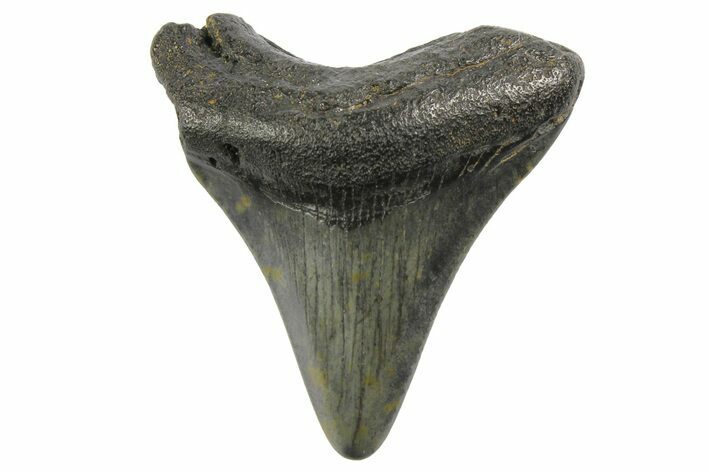 Juvenile Megalodon Tooth - North Carolina #152864